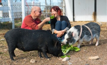 Eating plants with pigs!